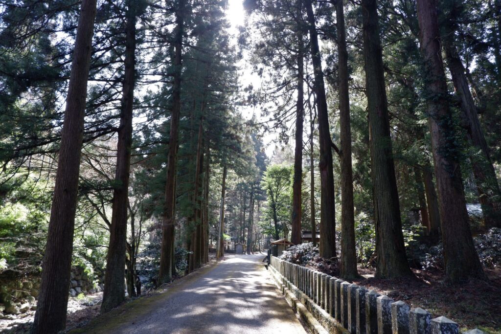 揺木神社の林道