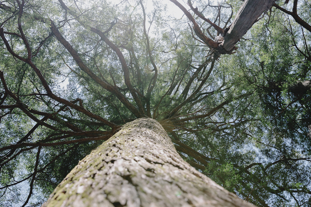 登山口から標高1200mの間に自生するツガの巨木